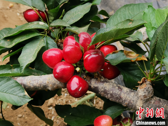 陜西省子長市盛宇現(xiàn)代農(nóng)業(yè)示范園內(nèi)，櫻桃鮮艷欲滴。<a target='_blank'  ><p  align=