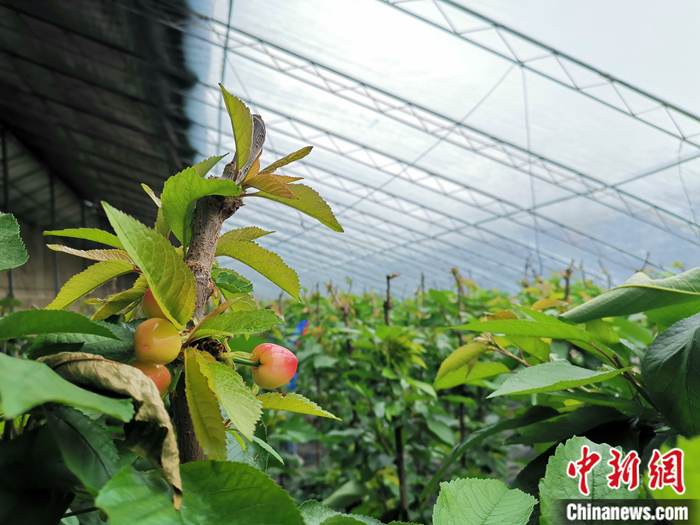 陜西省子長市盛宇現(xiàn)代農(nóng)業(yè)示范園櫻桃園區(qū)。<a target='_blank'  ><p  align=