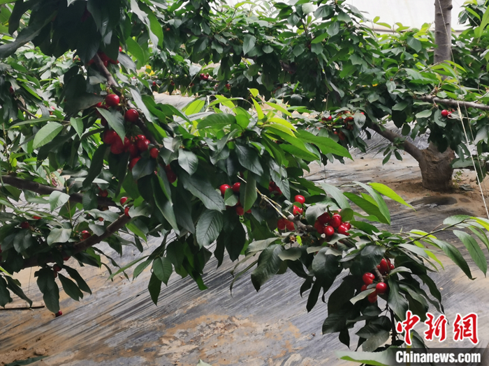 陜西省子長市盛宇現(xiàn)代農(nóng)業(yè)示范園內(nèi)，櫻桃鮮艷欲滴。<a target='_blank'  ><p  align=